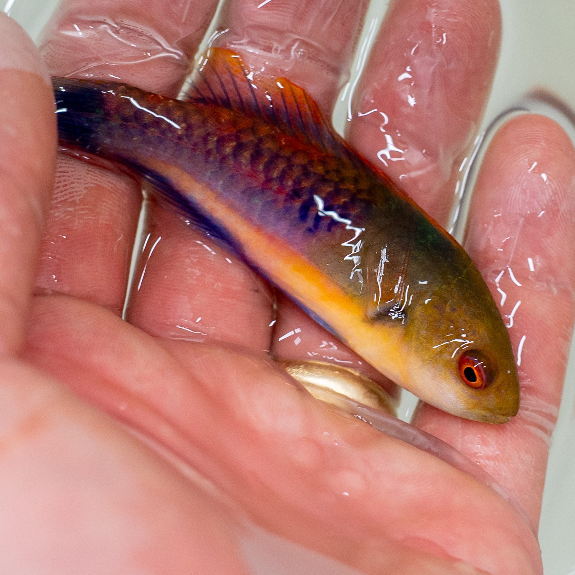 Blue Sided Tricolor Fairy Wrasse
