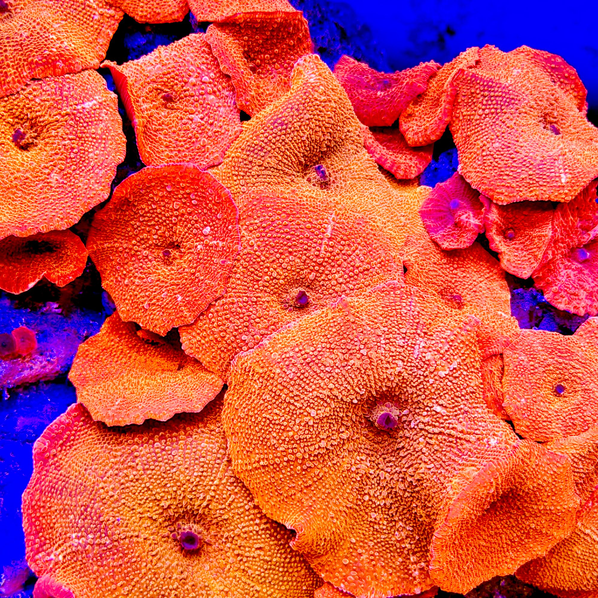 Tropical Tangerine Discosoma, XL
