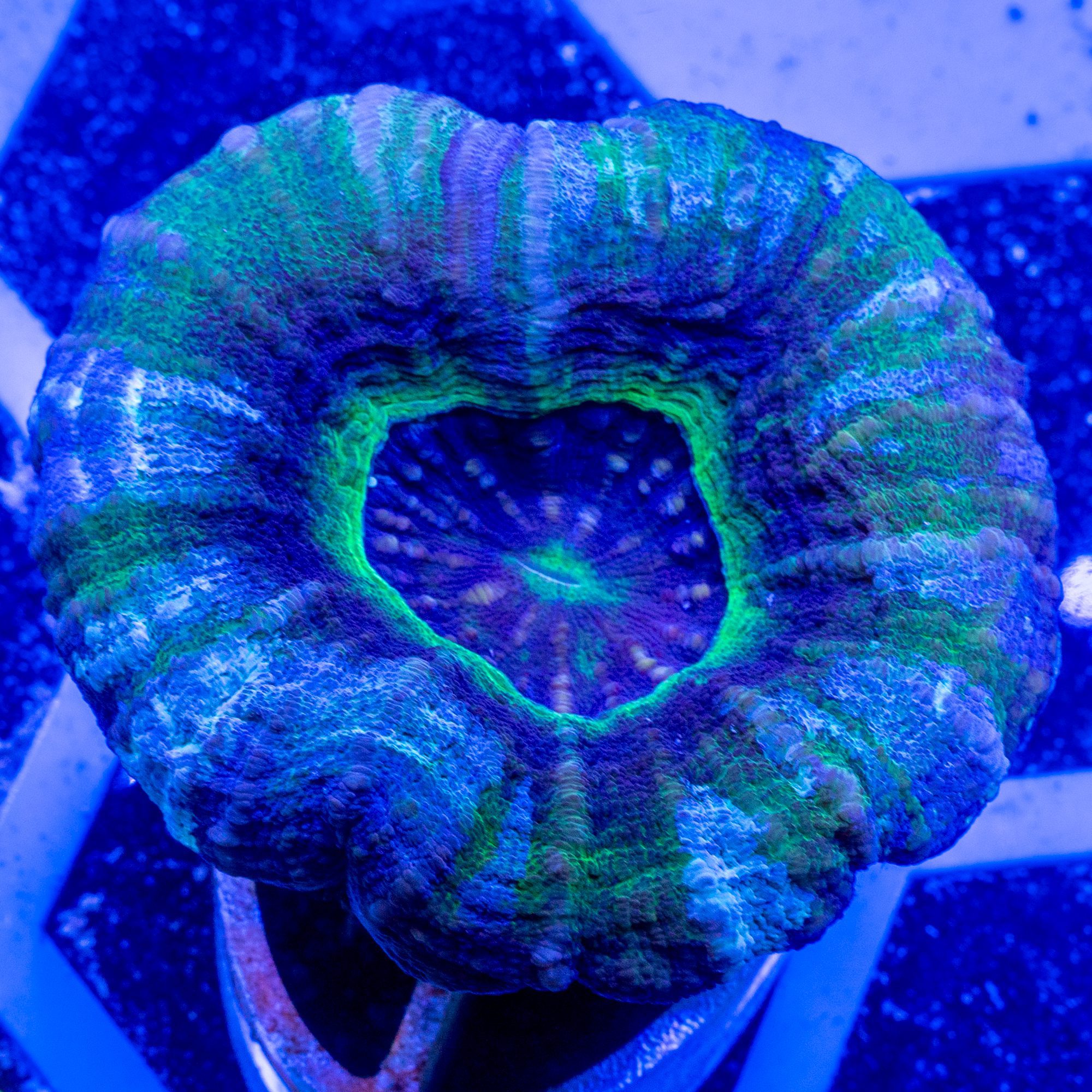 UFO Scolymia