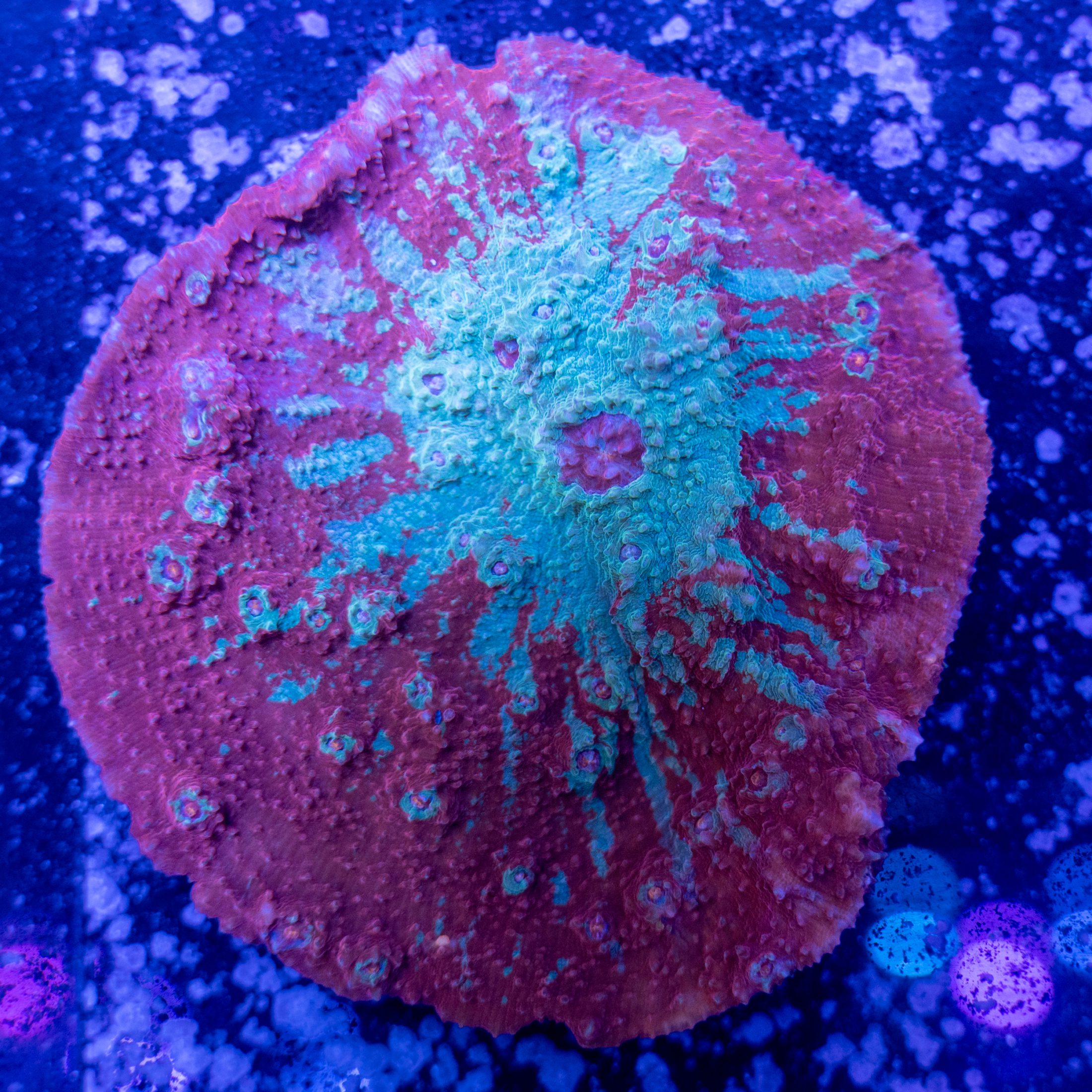 Ultra Rainbow Splatter Chalice Colony | Detroit Reef Club