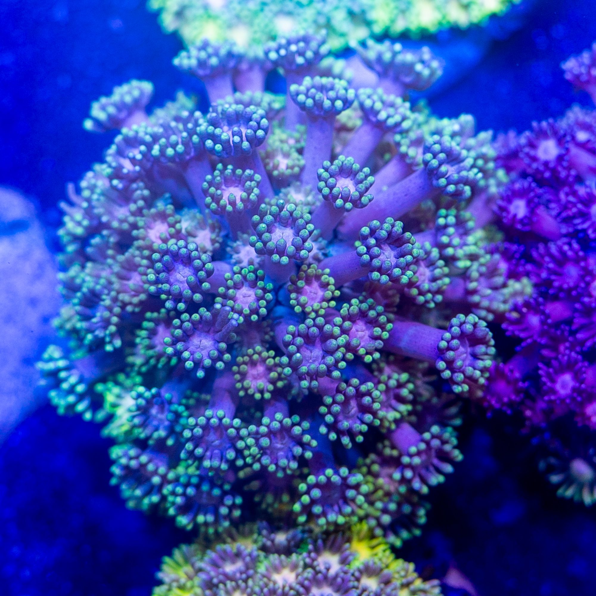 Candy Paint Gonipora