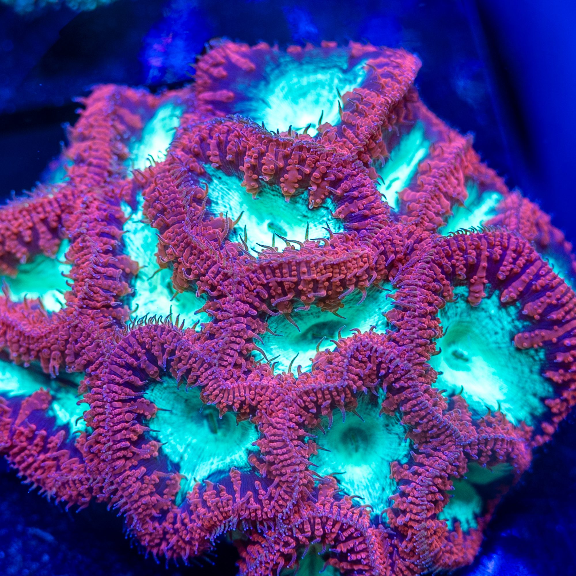 Red Dragon Blastomussa