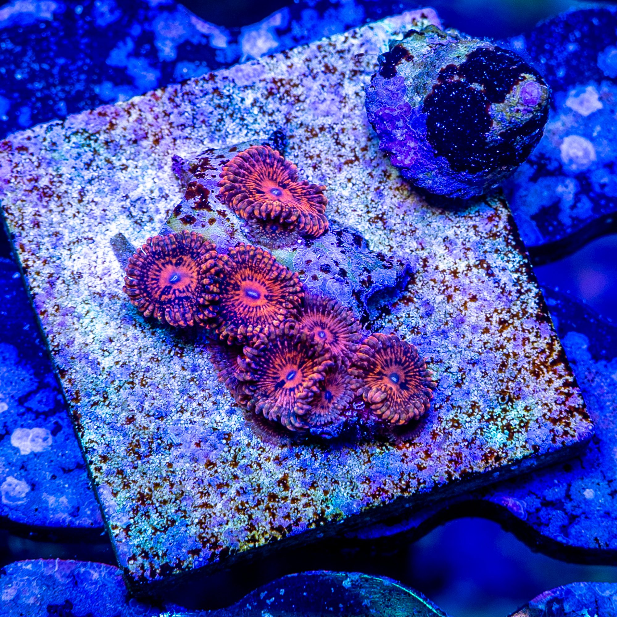 Valentine's Day Massacre Paly