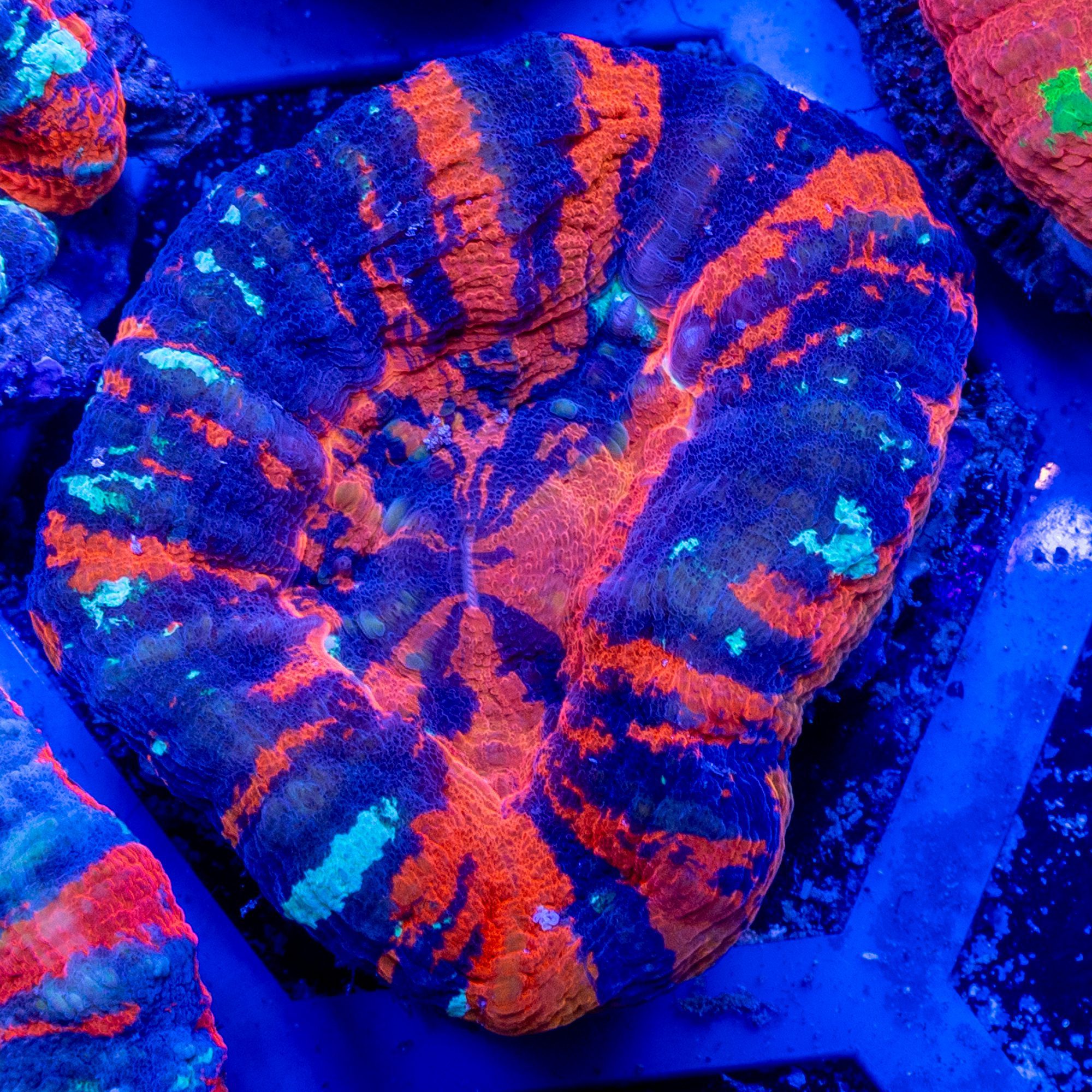 Warpaint Massacre Scolymia