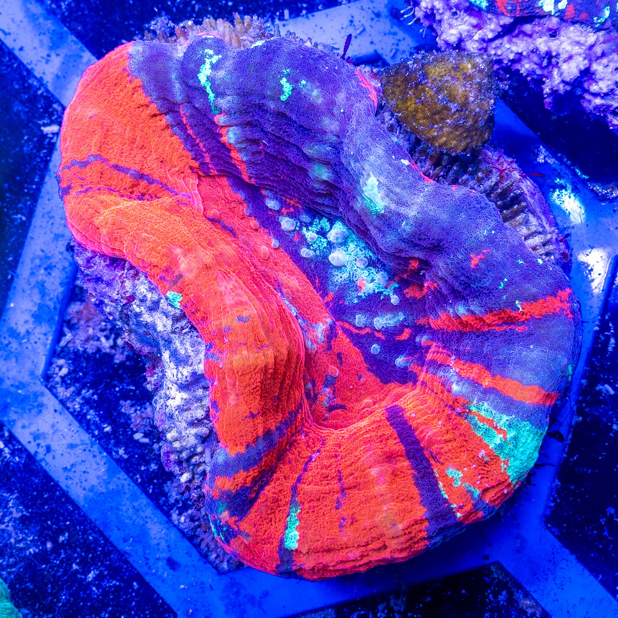 Two Face Scolymia