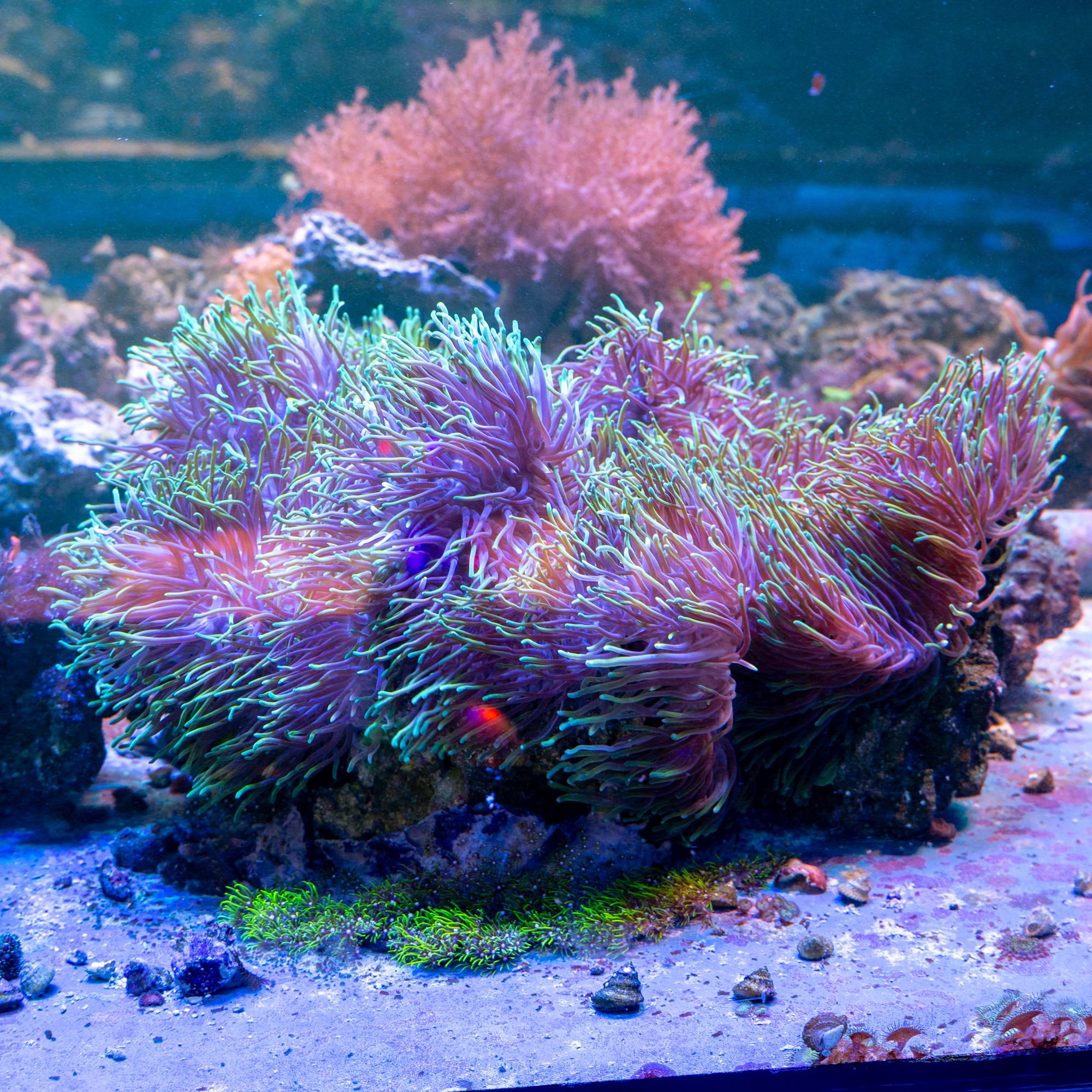 XXL Magnifica Anemone