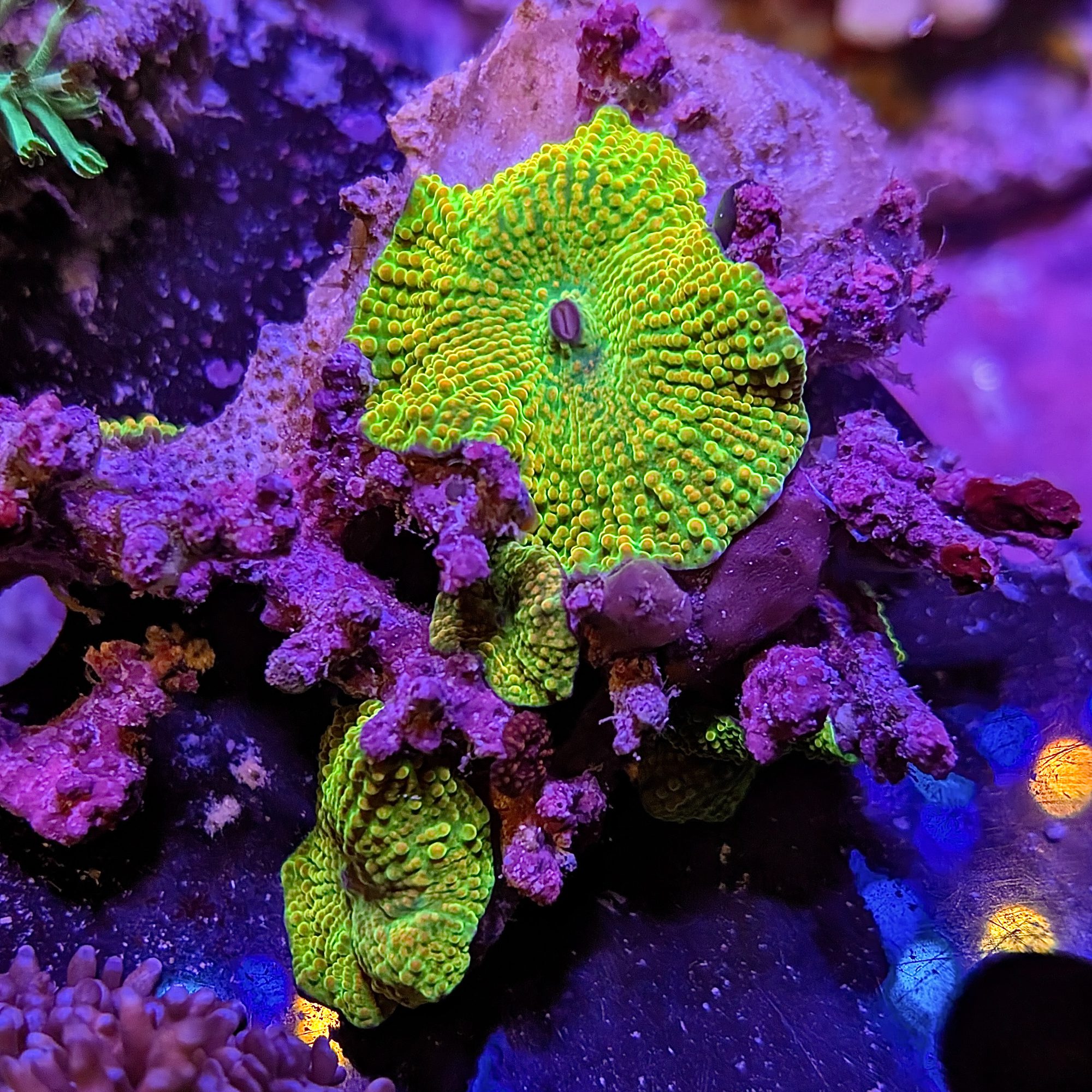 Yellow Canary Discosoma Mushroom