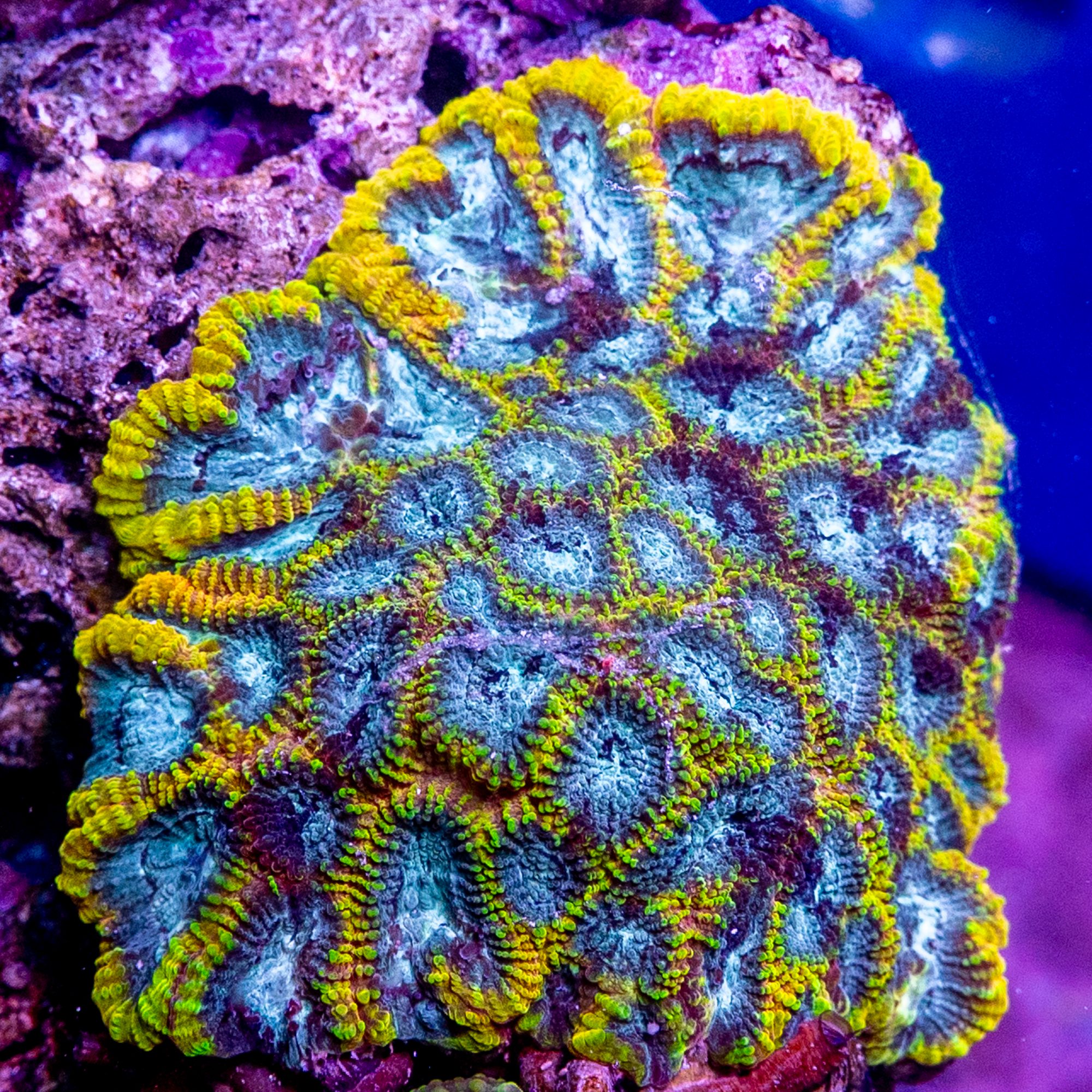 Yellow Submarine Favia