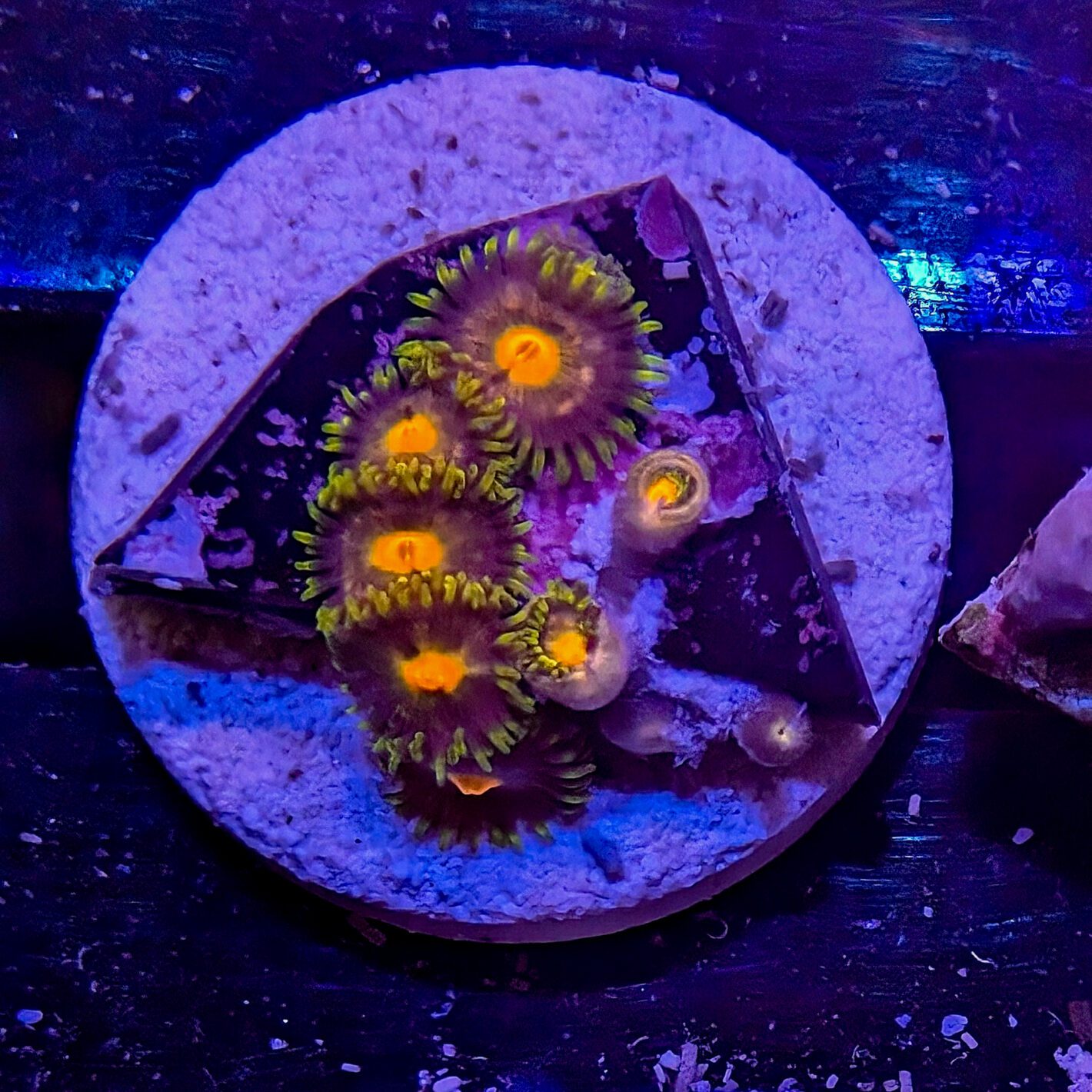 Beacon Zoas