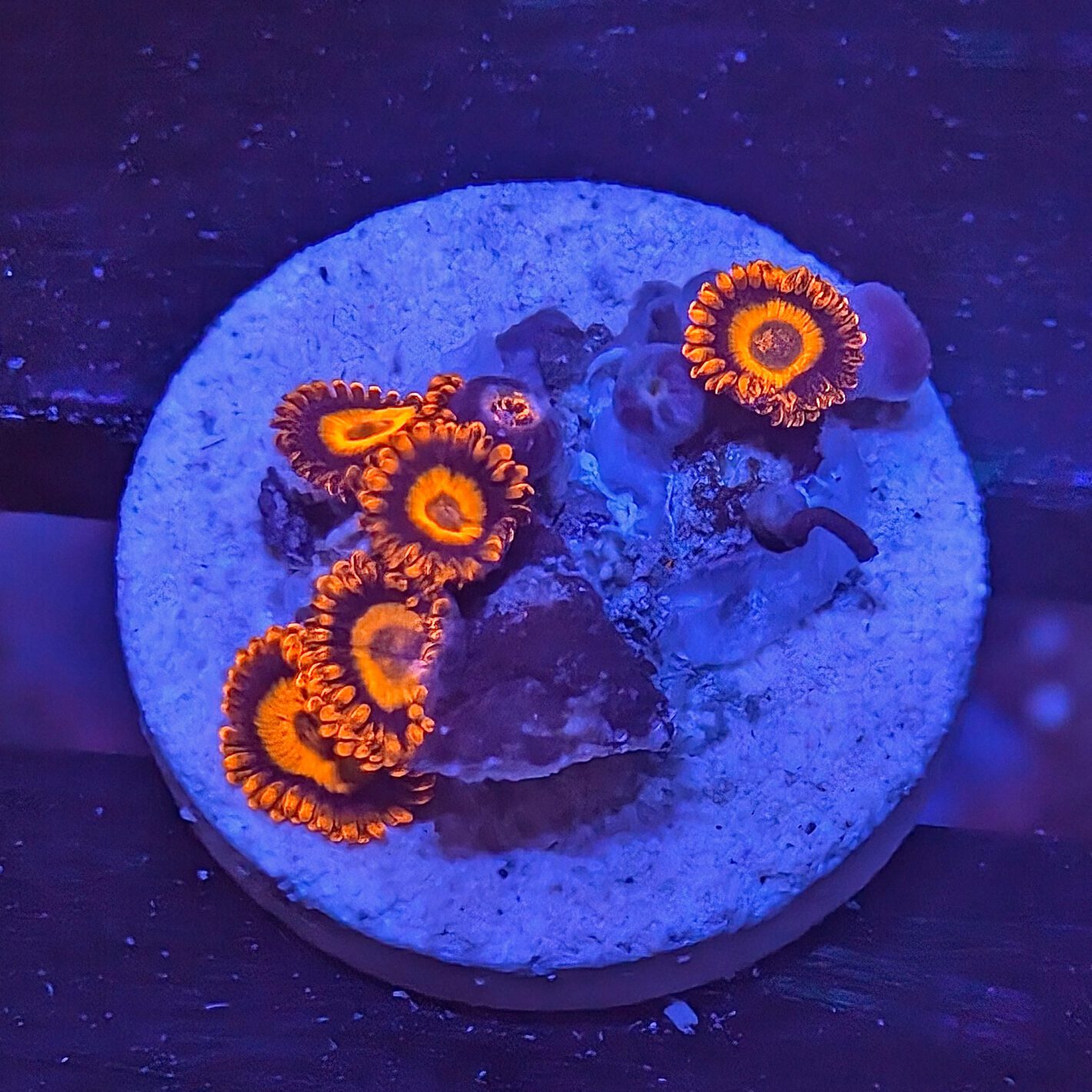 Orange Oxide Zoas