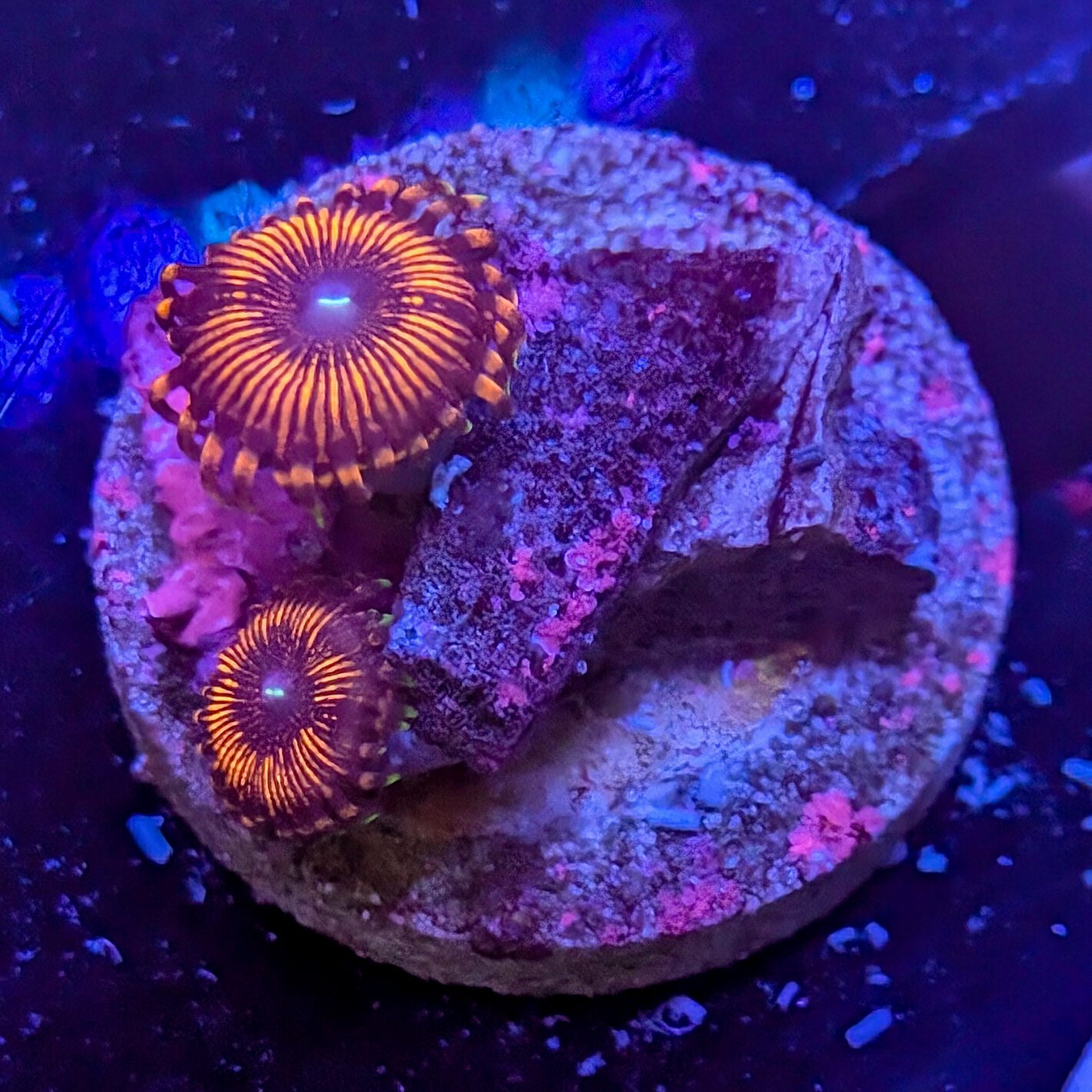 Pink Panther Mini Frag