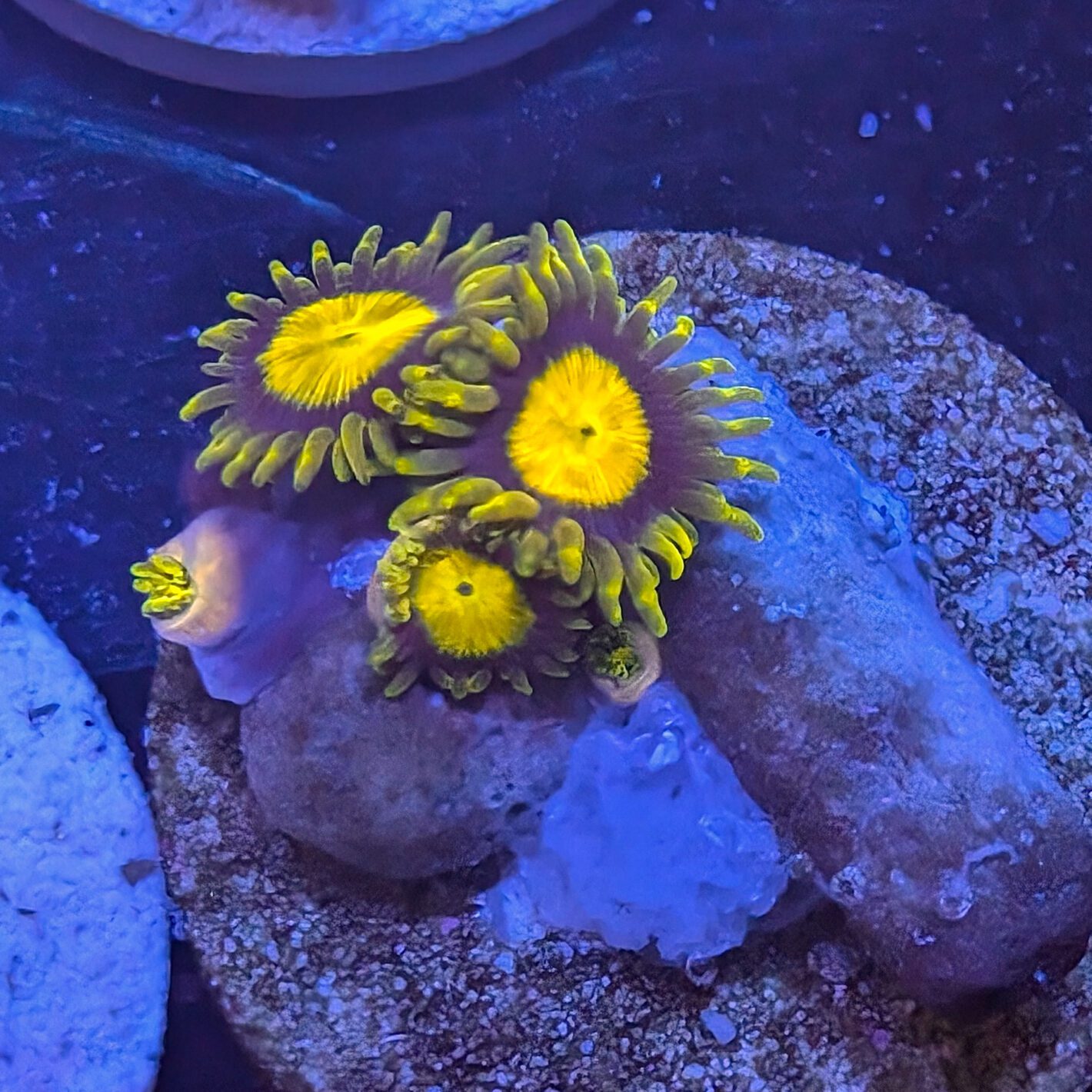 King Midas Zoa 1