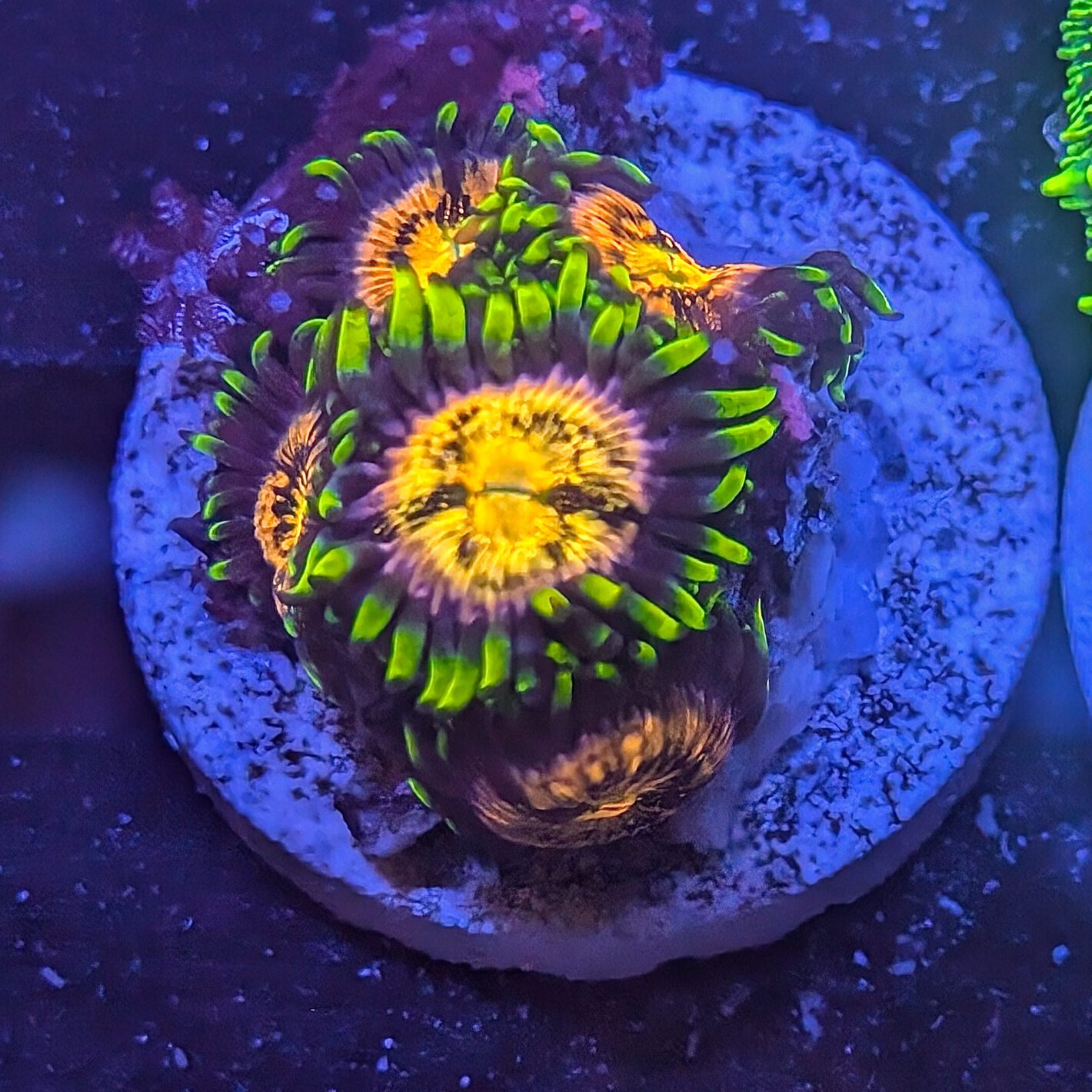 Nirvana Zoas 1