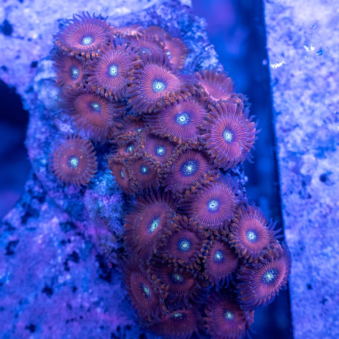 Red People Eater Colony #2 | Detroit Reef Club