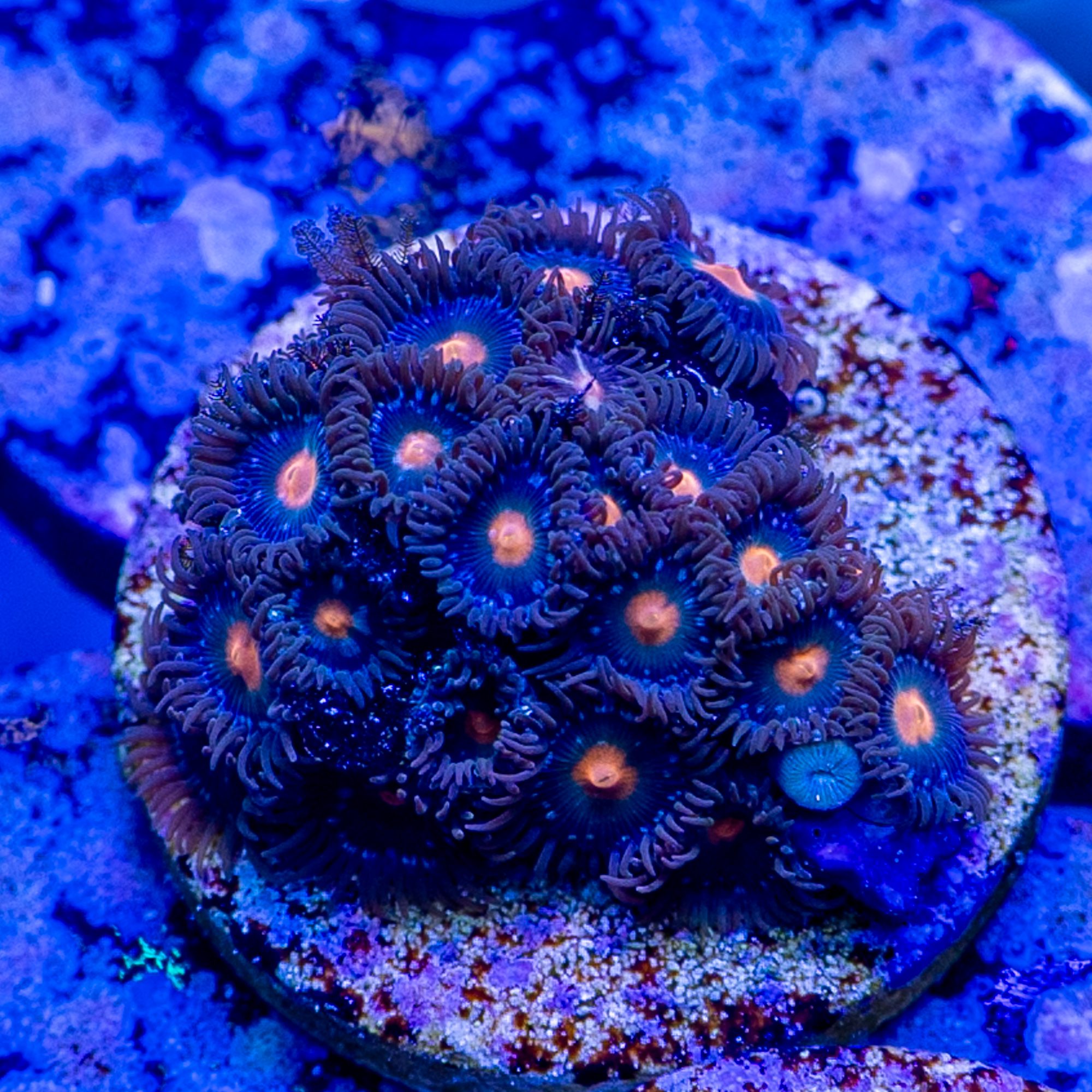 Orange Beacon Zoanthid sp.