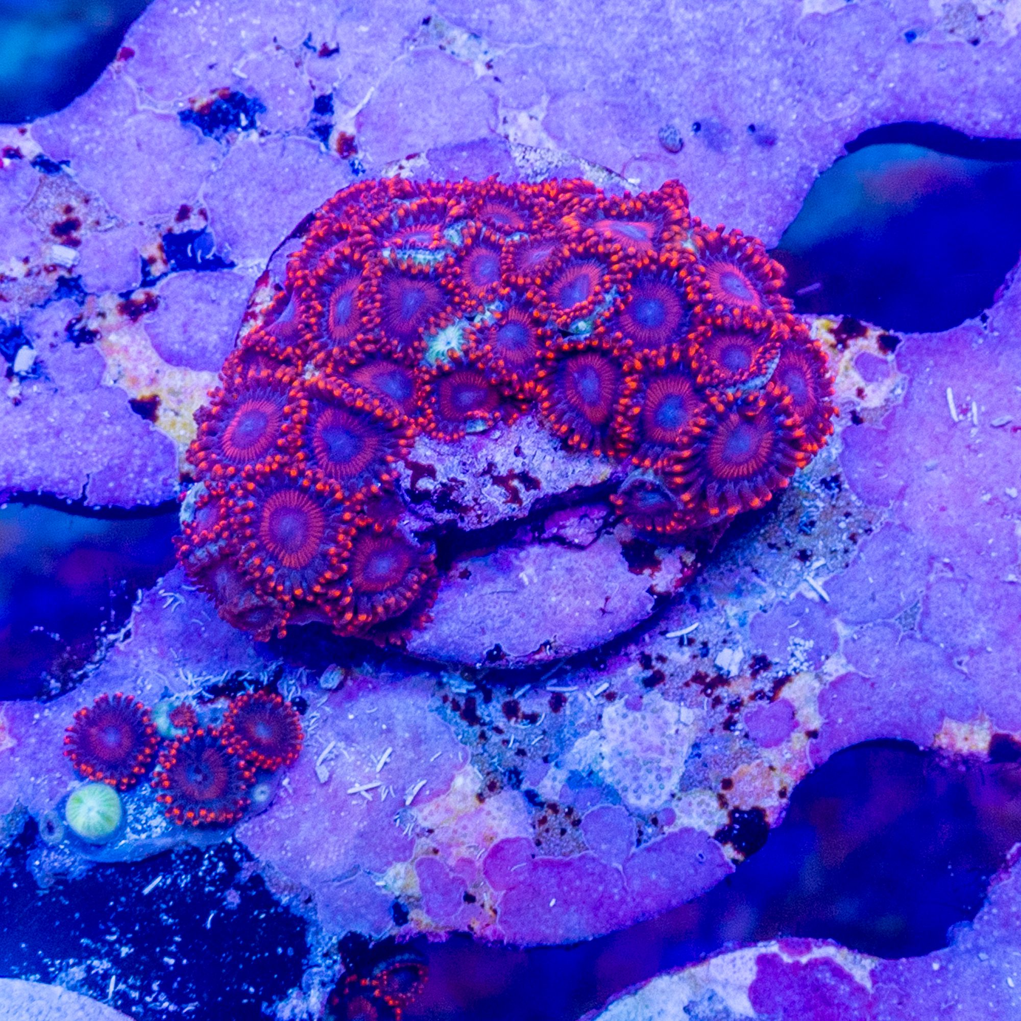 Zombie Eye Zoanthid